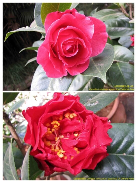 Yunnan Camellia - Camellia reticulata