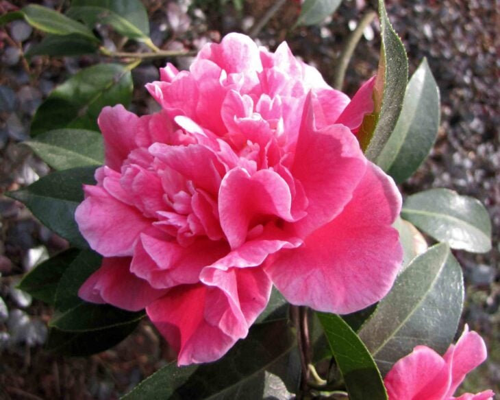 Yunnan Camellia - Camellia reticulata