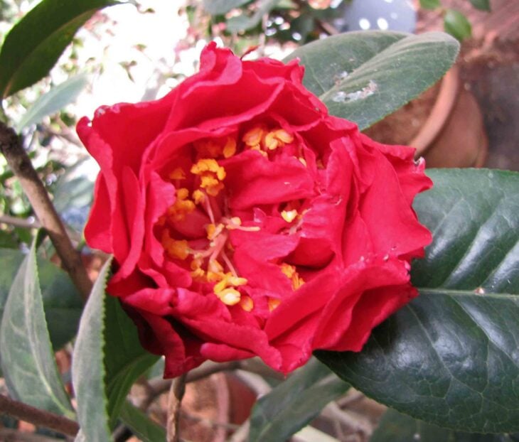 Yunnan Camellia - Camellia reticulata