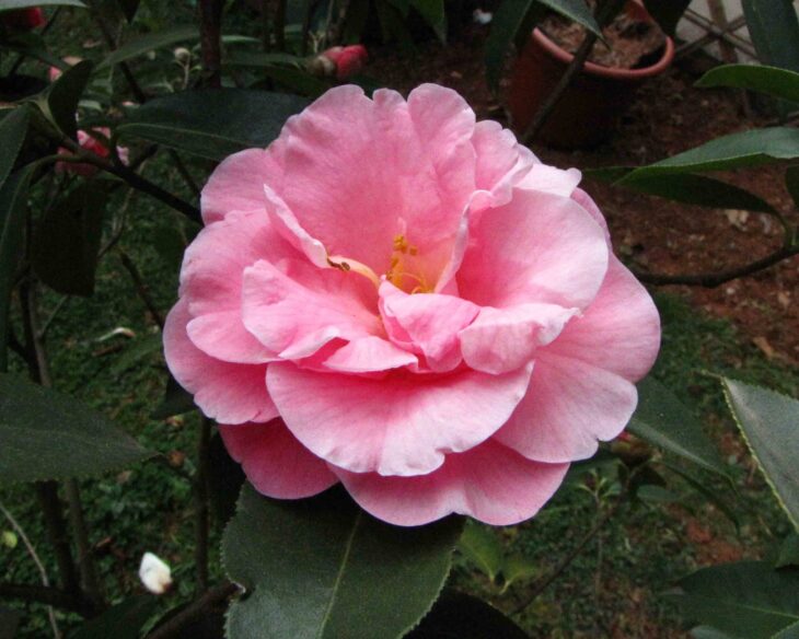 Yunnan Camellia - Camellia reticulata