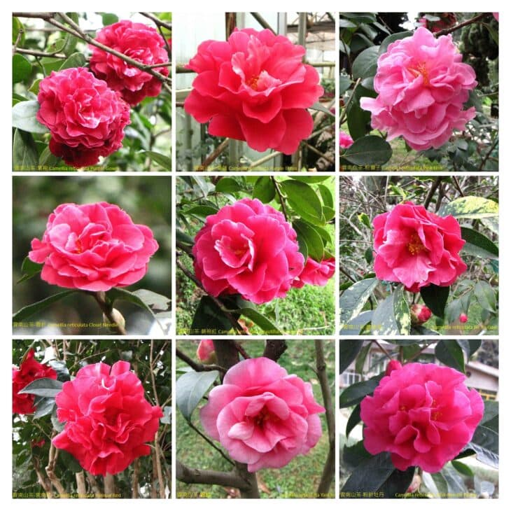 Yunnan Camellia - Camellia reticulata