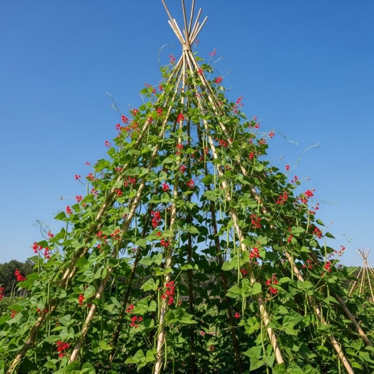 Bamboo teepee covered in climbing runner beans