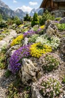 Purple aubrieta cascading over limestone in an alpine rock garden
