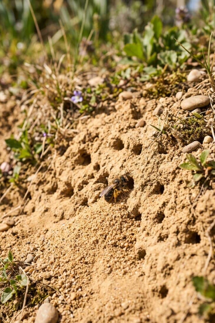 Sunny bank of bare sandy soil pocked with mining bee nest holes