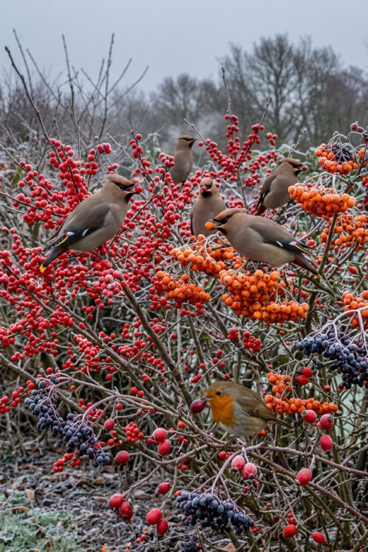 Frosted branches loaded with red winter berries and feeding waxwings