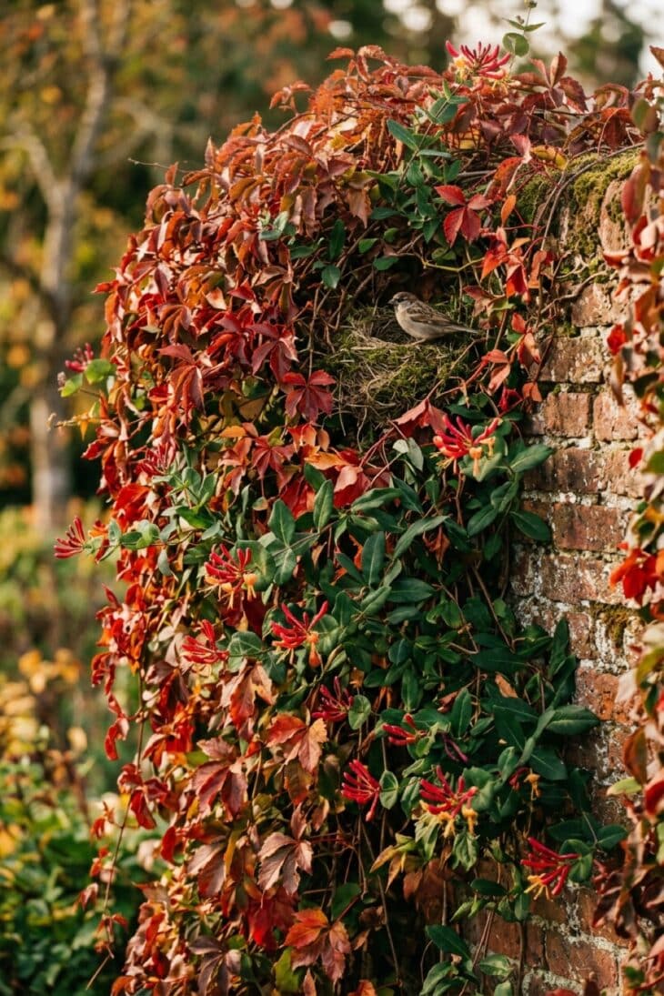 Brick garden wall covered in crimson Virginia creeper and honeysuckle