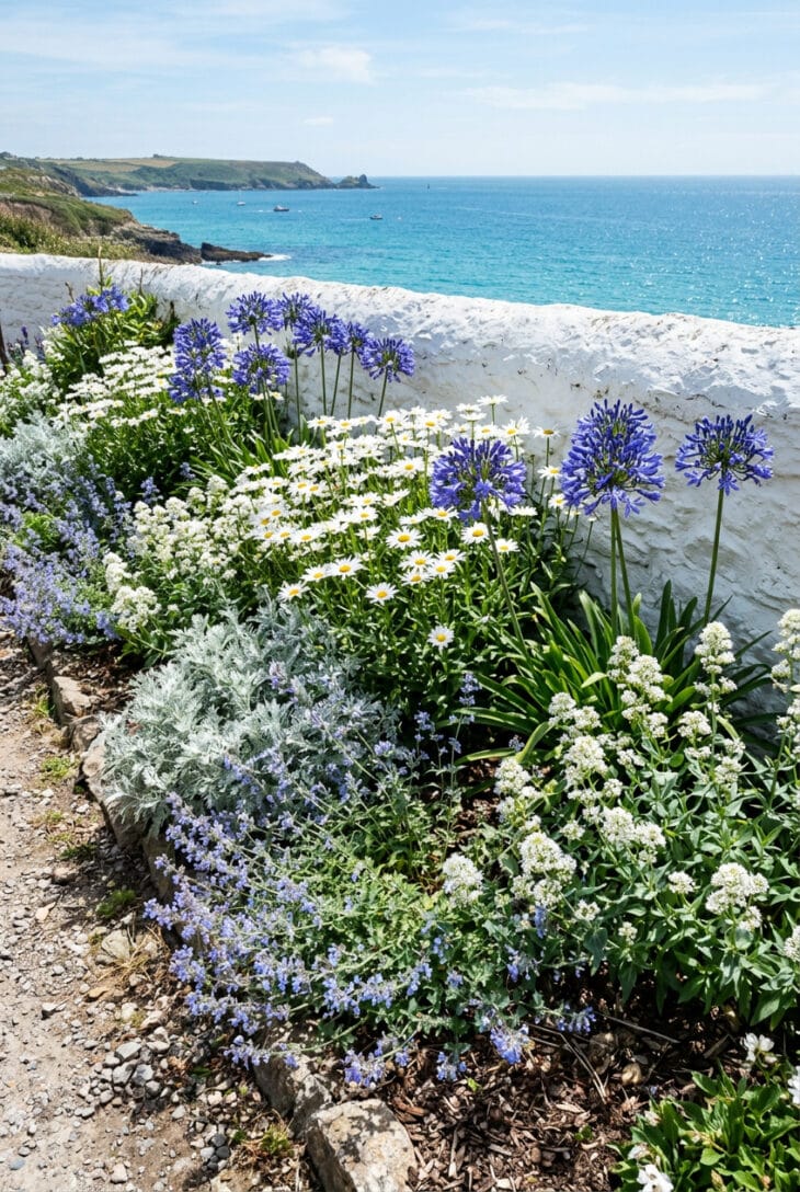 Border of blue agapanthus, white daisies and silver foliage against a chalky white wall by the sea
