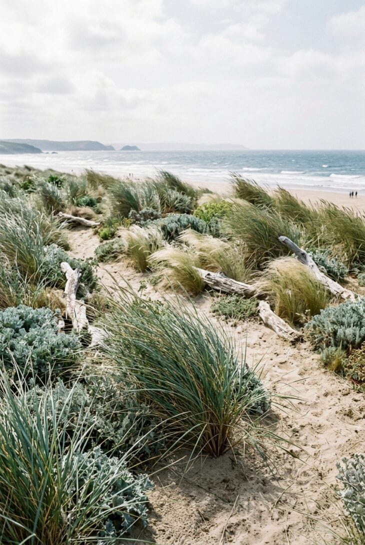 Low sandy mounds planted with marram and blond ornamental grasses bending in a sea breeze