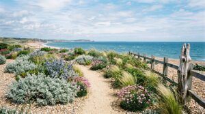 Seaside garden of silver foliage, sea holly and grasses growing in shingle with the sea beyond