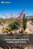Raised desert bed of red yucca, columnar cactus and prickly pear in decomposed granite