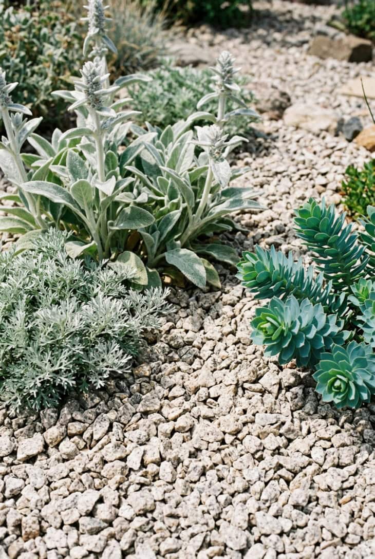 Bed thickly mulched with pale grit worked up to the base of silver-leaved perennials