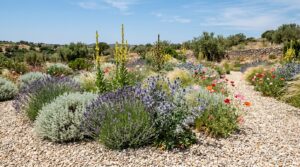 Sun-baked gravel garden with lavender, sea holly, verbascum spires and airy grasses