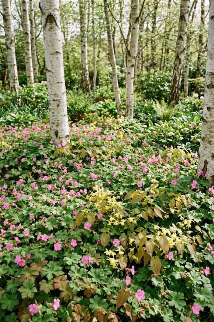 Geranium and epimedium ground cover beneath a silver birch canopy