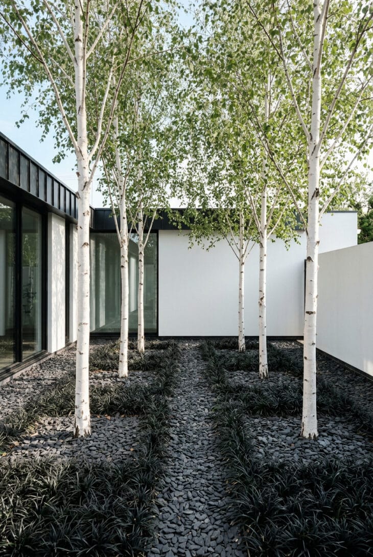 Grove of white-trunked multi-stem birch trees underplanted with dark ground cover