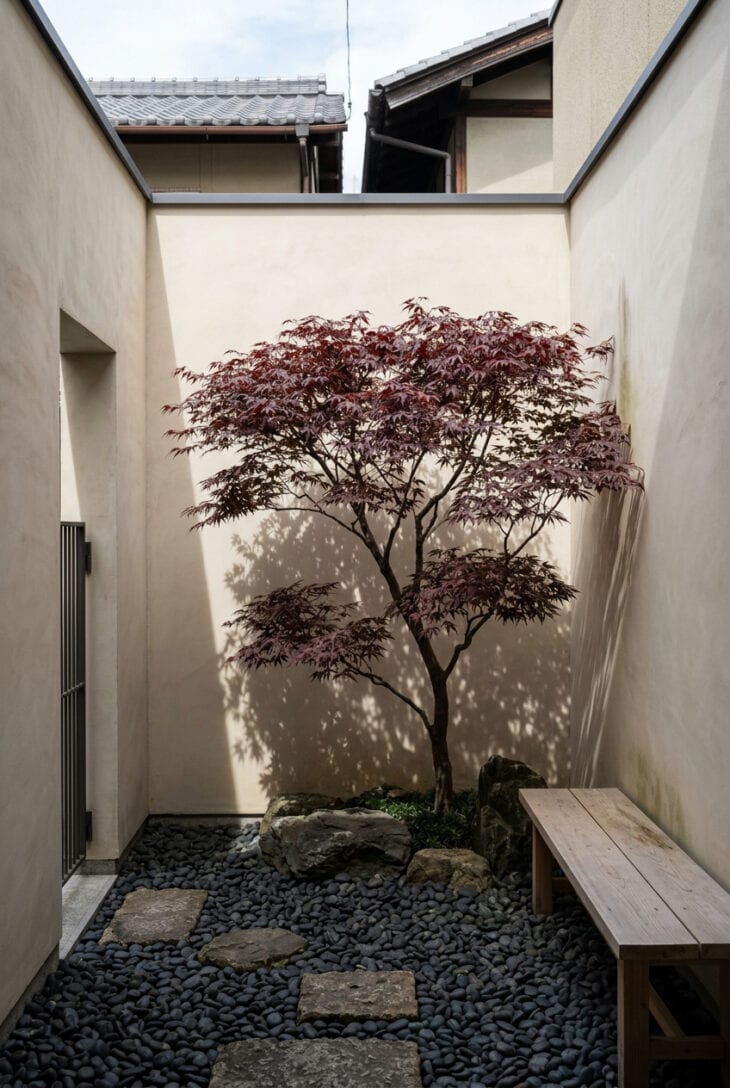 Burgundy Japanese maple in a bed of black pebbles in a pale rendered courtyard