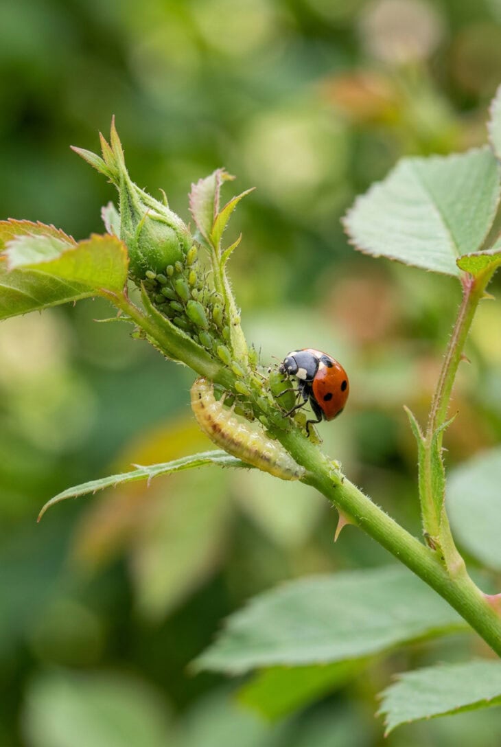 Ladybug and hoverfly larva feeding on aphids on a rose stem