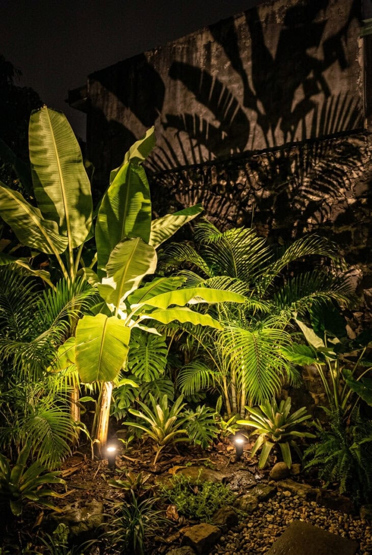 Banana and palm leaves lit from below at night, glowing green and throwing huge shadows on a wall