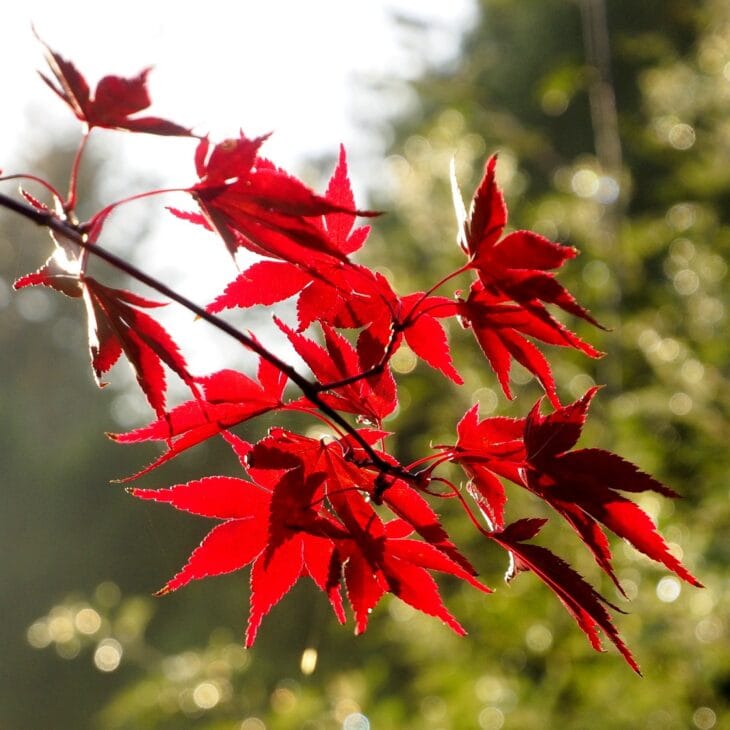 Backlit red Bloodgood Japanese maple leaves with pointed, finely toothed lobes