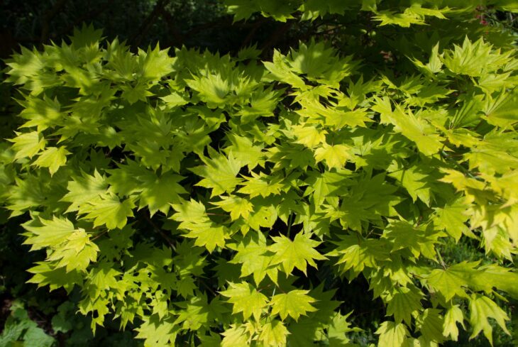 Golden-yellow, many-lobed leaves of golden fullmoon maple in overlapping layers