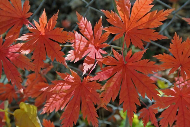 Red-orange fall leaves of Korean maple with many deeply cut, toothed lobes