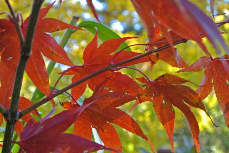 Orange-red fall leaves of an Osakazuki Japanese maple with broad, toothed lobes