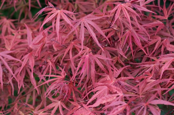 Narrow, strap-like red lobes of Red Pygmy Japanese maple leaves