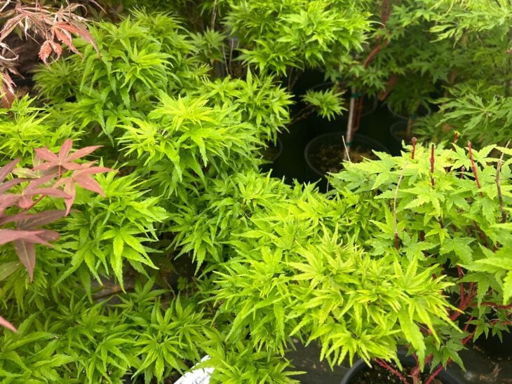 Dense clusters of small green Sharp's Pygmy Japanese maple leaves on a compact dwarf plant