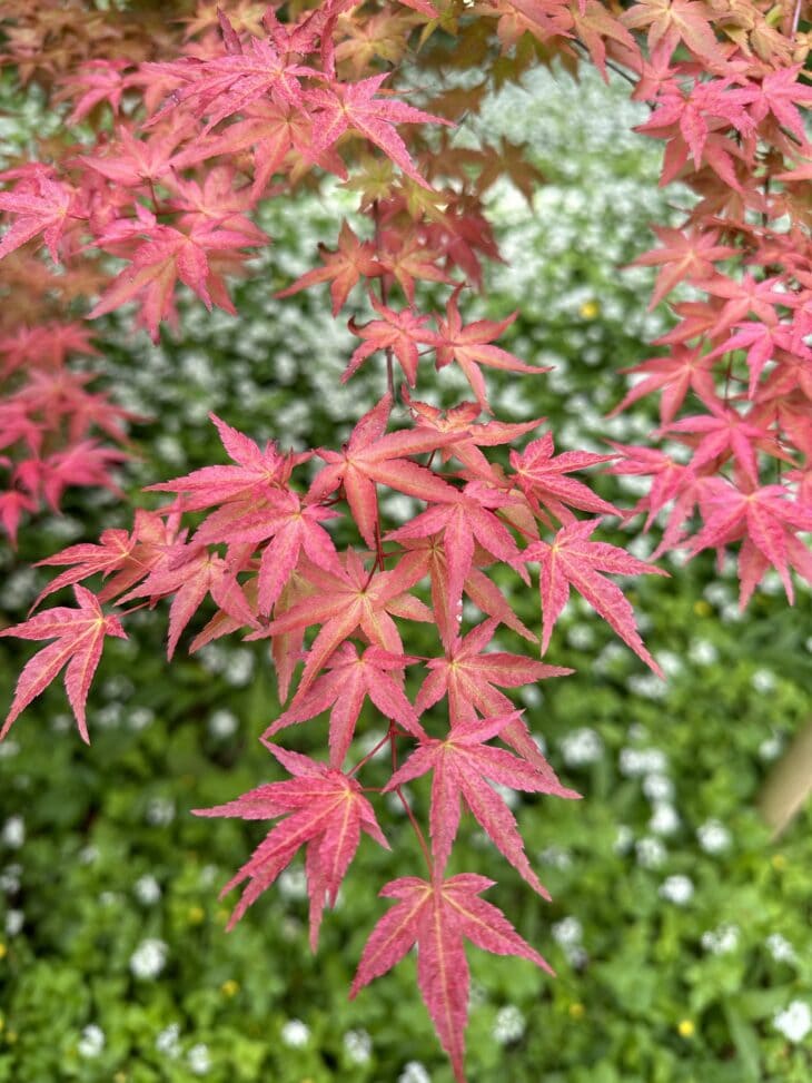 Bright pink-red spring leaves on a Shin Deshojo Japanese maple branch