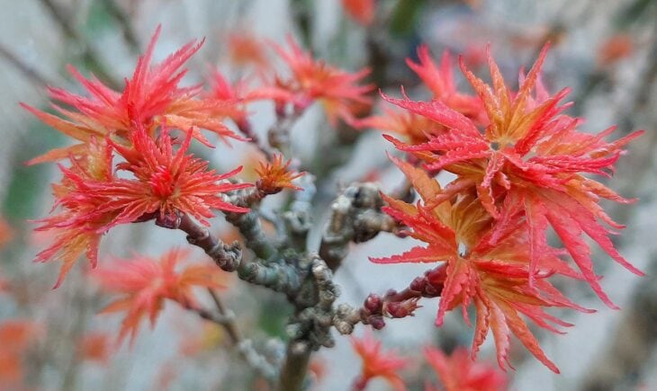 Crinkled, curled leaves clustered tightly along a Shishigashira Japanese maple branch