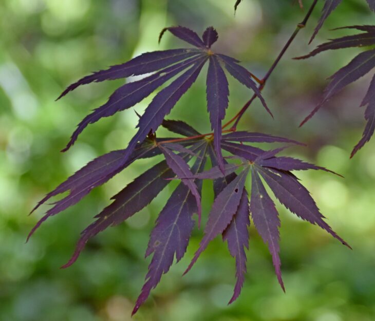 Dark purple Sumi-nagashi Japanese maple leaves with long, narrow lobes cut deep toward the stalk