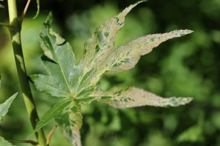 Ukigumo Japanese maple leaf speckled with white and pale green variegation