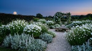 Moon garden of white flowers and silver foliage glowing at dusk beside a pale path, with a full moon rising over a hedge