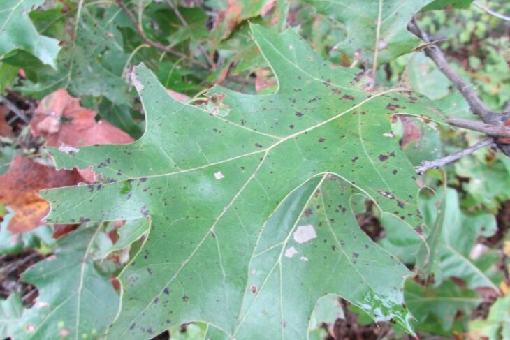 Black oak leaf with pointed, bristle-tipped lobes