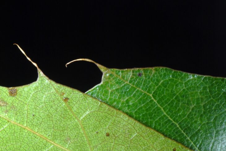 Close-up of the hair-like bristle tips on the pointed lobes of a Shumard oak leaf