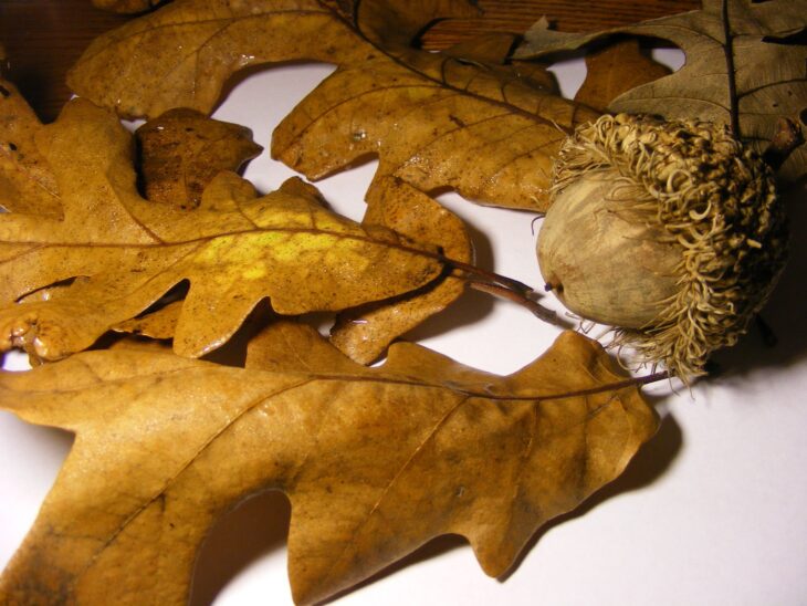 Brown bur oak leaves with deep middle sinuses beside an acorn with a fringed cap
