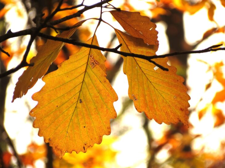 Backlit chestnut oak leaves in fall with wavy, round-toothed edges