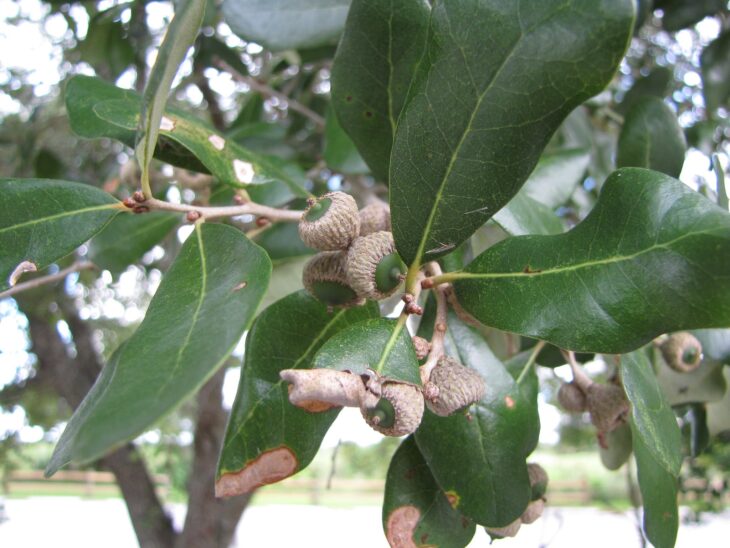 Live oak branch with thick, unlobed evergreen leaves and acorns