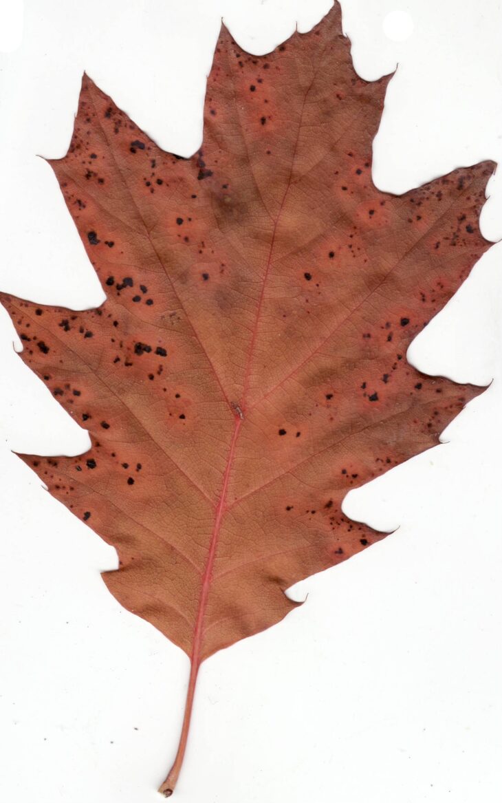 Red fall leaf of northern red oak with pointed, bristle-tipped lobes and shallow sinuses