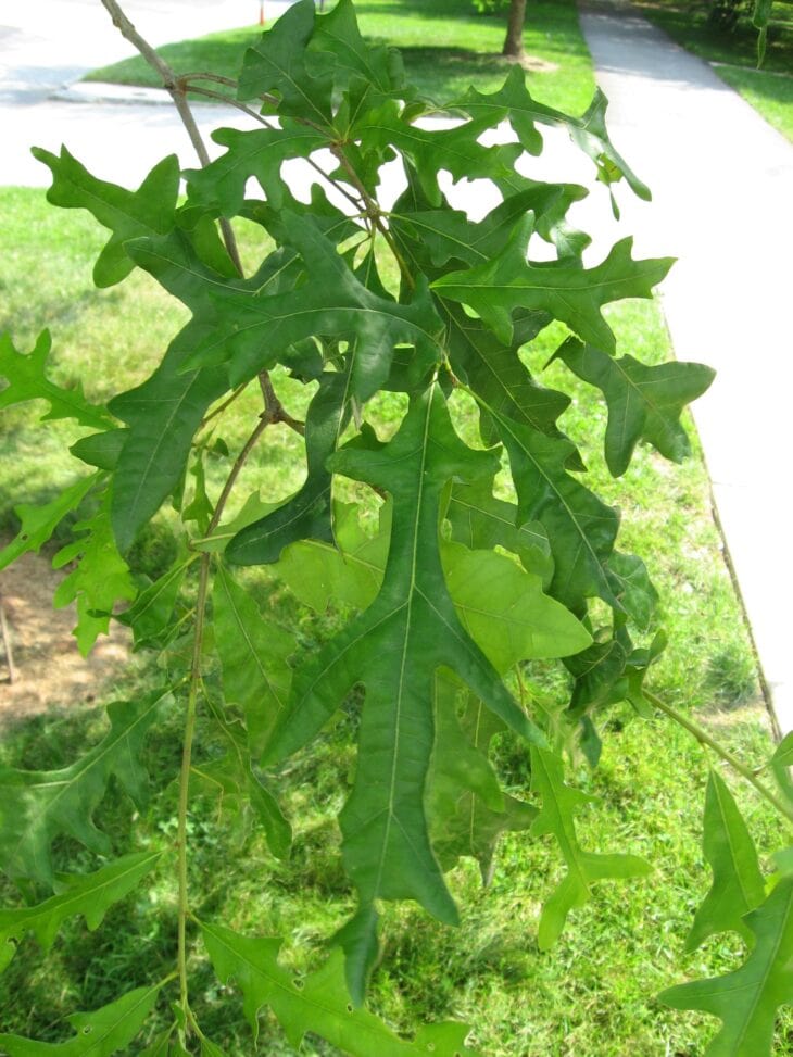 Overcup oak leaves with deep, irregular rounded lobes