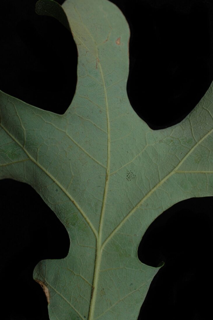 Post oak leaf with large square middle lobes forming a cross shape