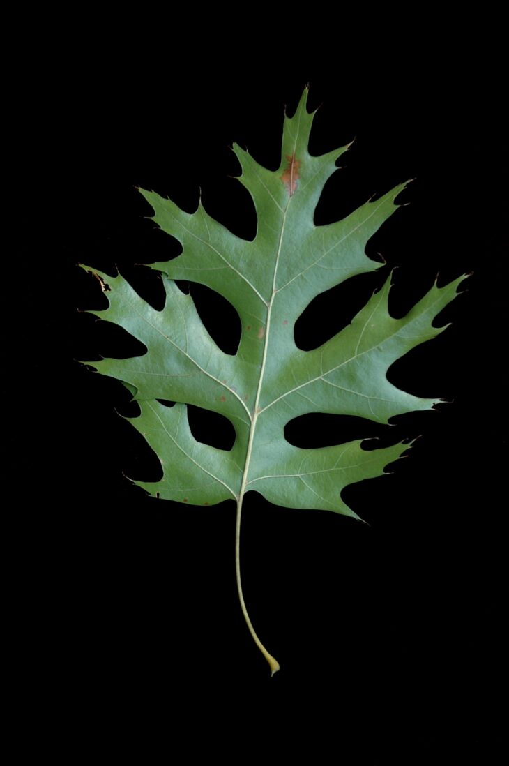 Scarlet oak leaf with deep C-shaped sinuses and bristle-tipped lobes