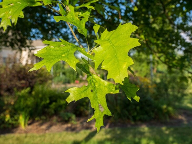 Shumard oak leaves with pointed, bristle-tipped lobes