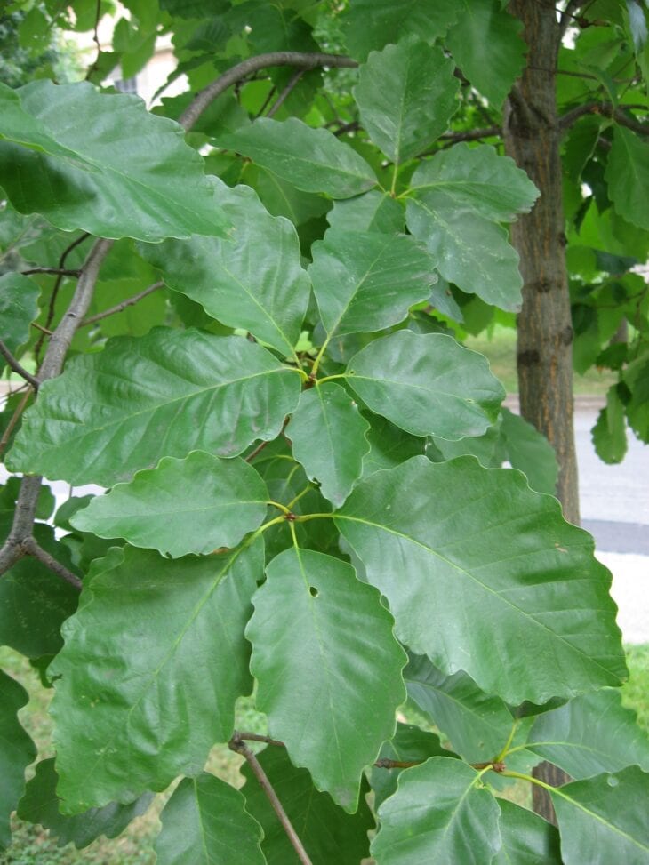 Swamp chestnut oak leaves with wavy, round-toothed edges