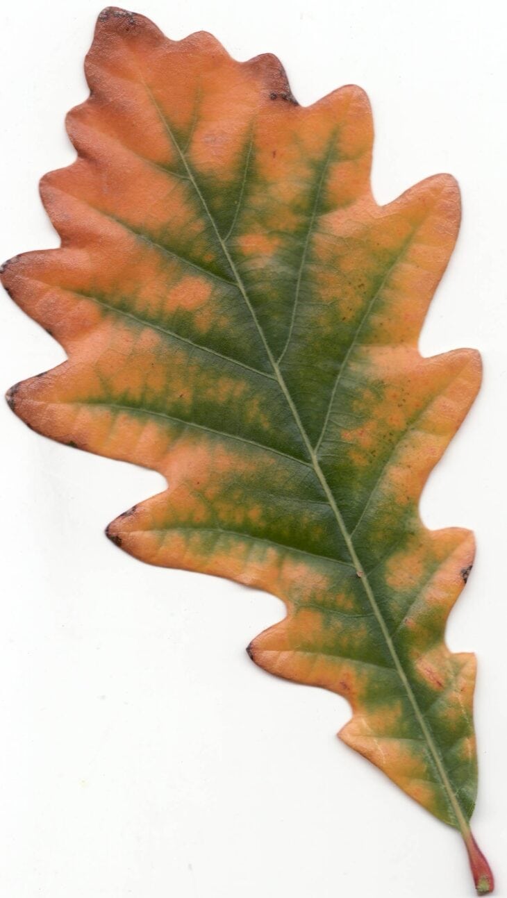 Swamp white oak leaf with shallow rounded lobes and coarse teeth