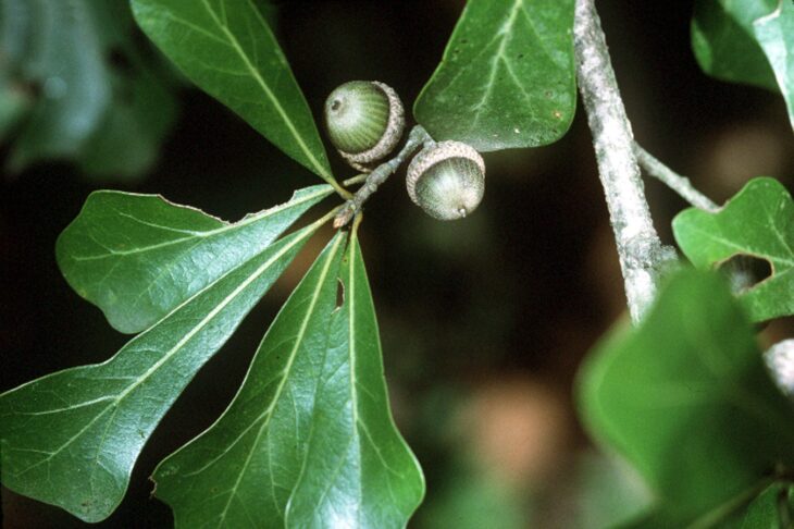 Water oak branch with spoon-shaped leaves widening toward the tip and two acorns