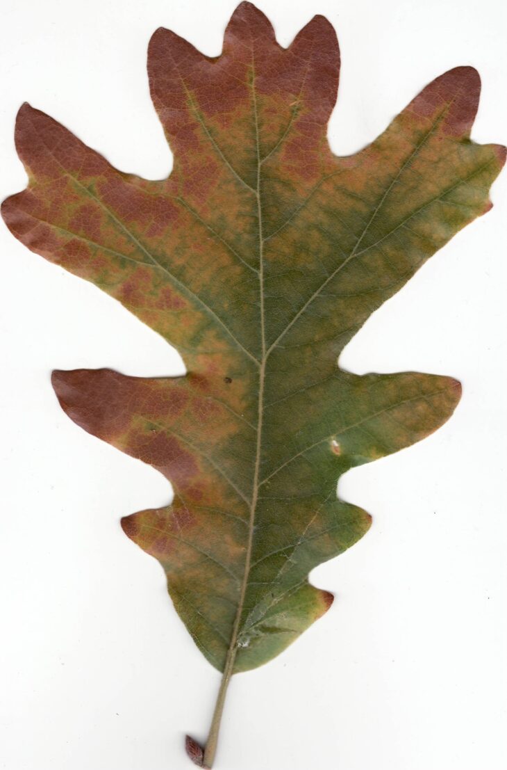 White oak leaf with evenly rounded lobes and no bristle tips, turning red-brown in fall