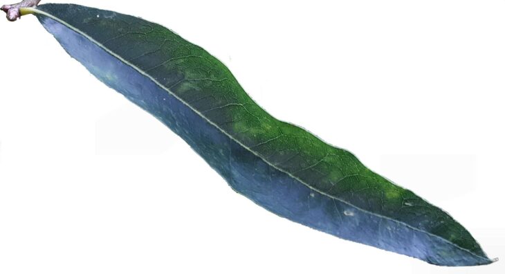 Single narrow, smooth-edged willow oak leaf