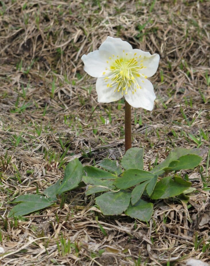 White Christmas rose flower with yellow stamens above dark evergreen leaves in late winter woodland