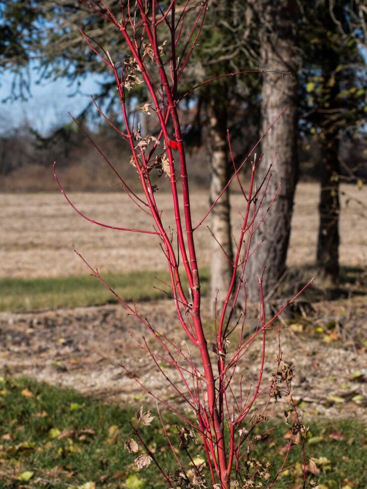Young coral bark Japanese maple with bright coral-red stems after leaf drop