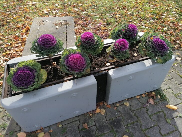 Purple and green ornamental kale planted in gray containers in fall